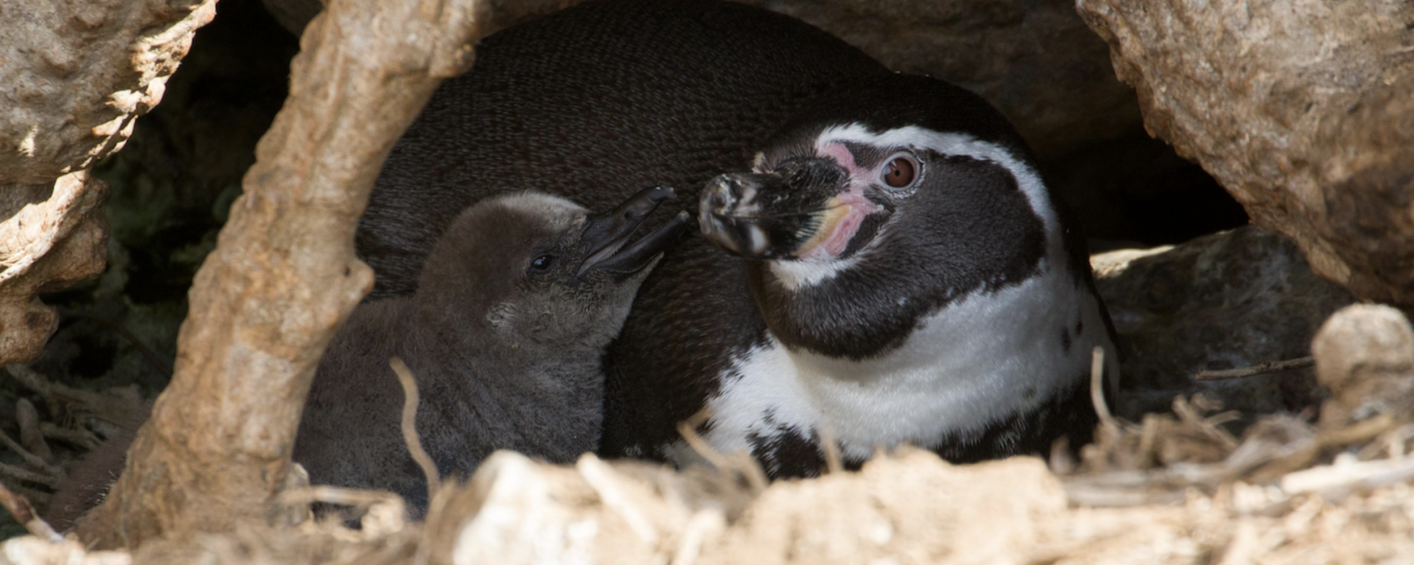 Captura-de-pantalla-2025-04-27-a-las-12.46.38 a.m-2048x818